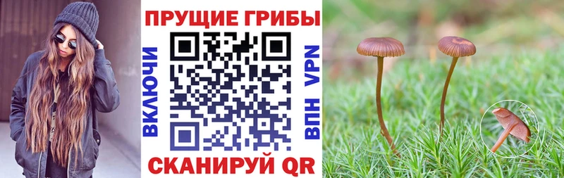 как найти закладки  Липецк  Псилоцибиновые грибы Cubensis 